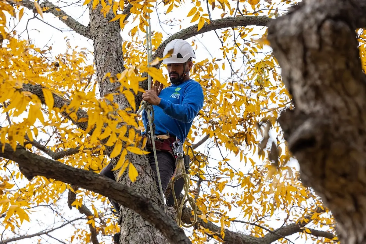 Skilled Storm Damage Cleanup crew working in Point